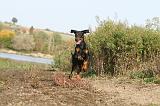 DOBERMANN 513